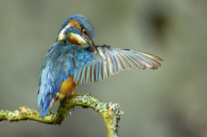 <b>Ahlhorner Fischteiche</b><br />Eingebettet zwischen Urwald und Geest – Bild 9