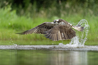 <b>Ahlhorner Fischteiche</b><br />Eingebettet zwischen Urwald und Geest – Bild 7