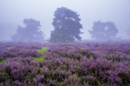 <b>Ahlhorner Fischteiche</b><br />Eingebettet zwischen Urwald und Geest – Bild 8