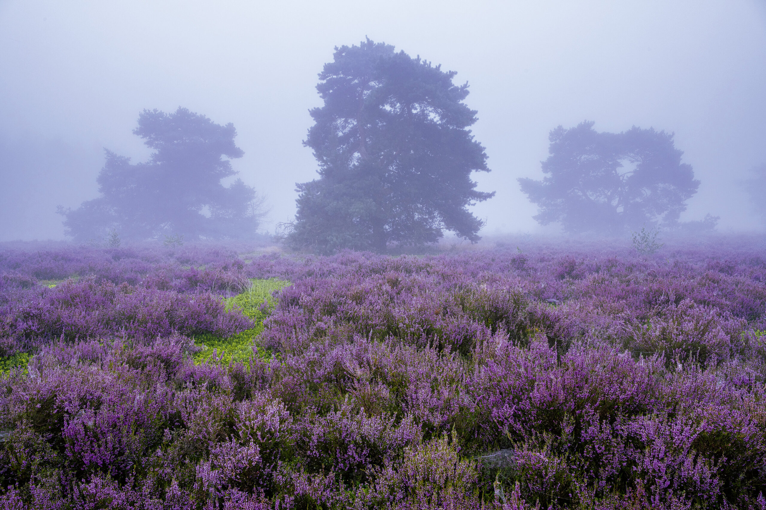 <b>Ahlhorner Fischteiche</b><br />Eingebettet zwischen Urwald und Geest 8 <b>Ahlhorner Fischteiche</b><br />Eingebettet zwischen Urwald und Geest – Bild 8
