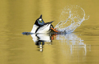 <b>Ahlhorner Fischteiche</b><br />Eingebettet zwischen Urwald und Geest – Bild 13