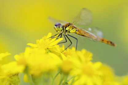 <b>Ahlhorner Fischteiche</b><br />Eingebettet zwischen Urwald und Geest – Bild 11