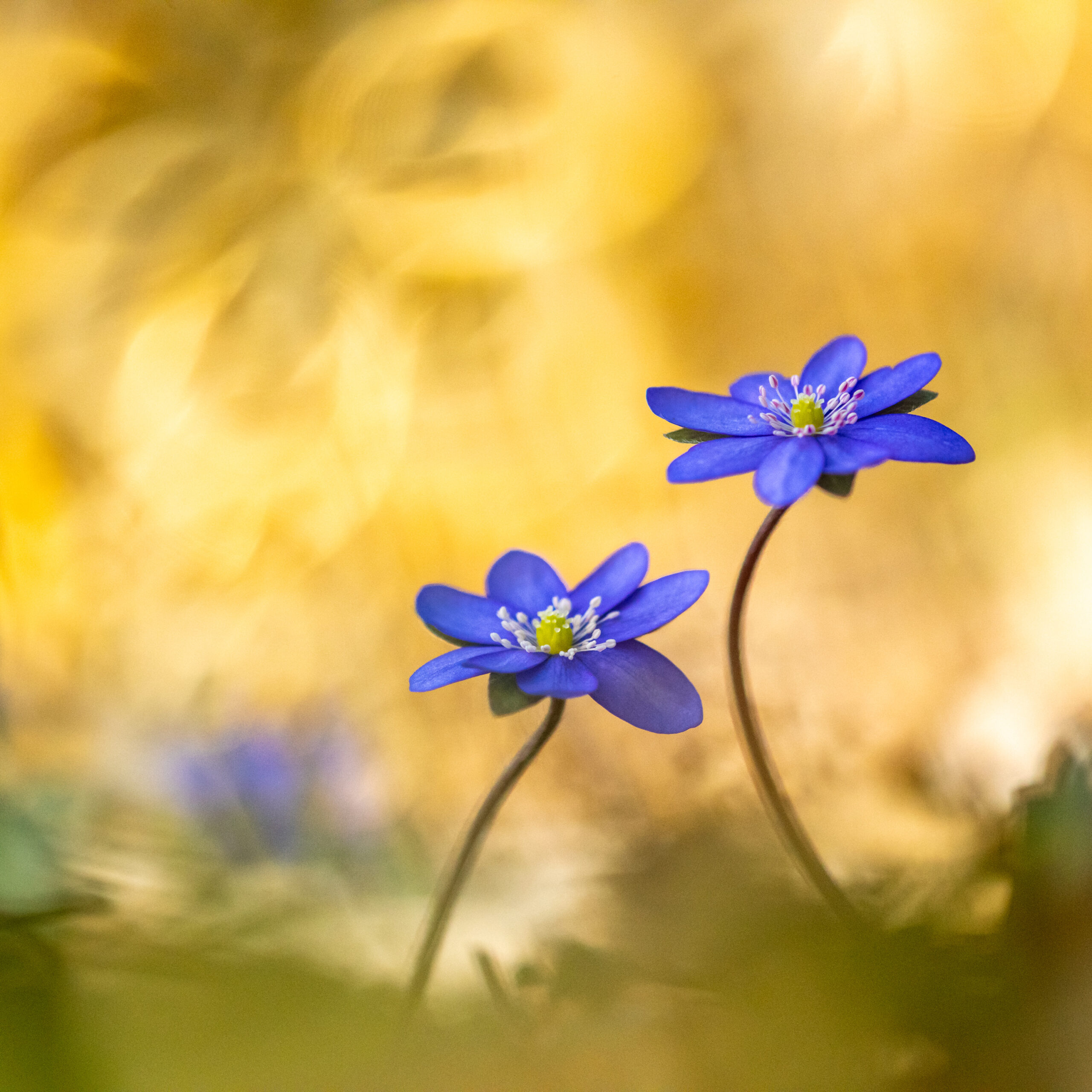 <b>ein zwitscherndes ein klingendes licht</b><br />Neue Gedichte und Bilder vom Frühling 8 Leberblümchen | Foto: Willi Rolfes