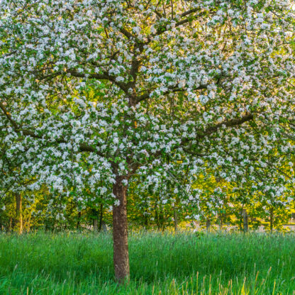 Streuobstwiese | Foto: Willi Rolfes