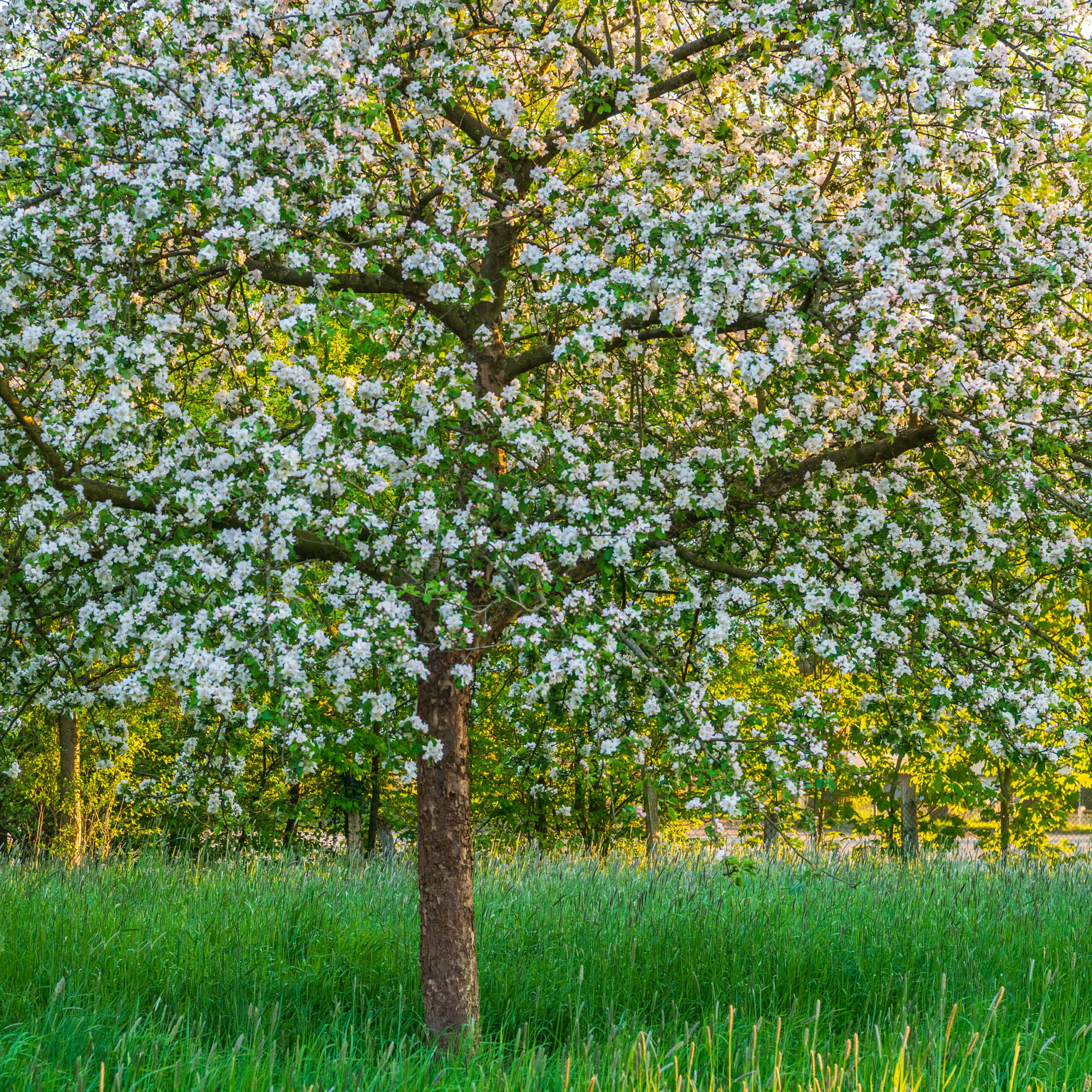 <b>ein zwitscherndes ein klingendes licht</b><br />Neue Gedichte und Bilder vom Frühling 6 Streuobstwiese | Foto: Willi Rolfes