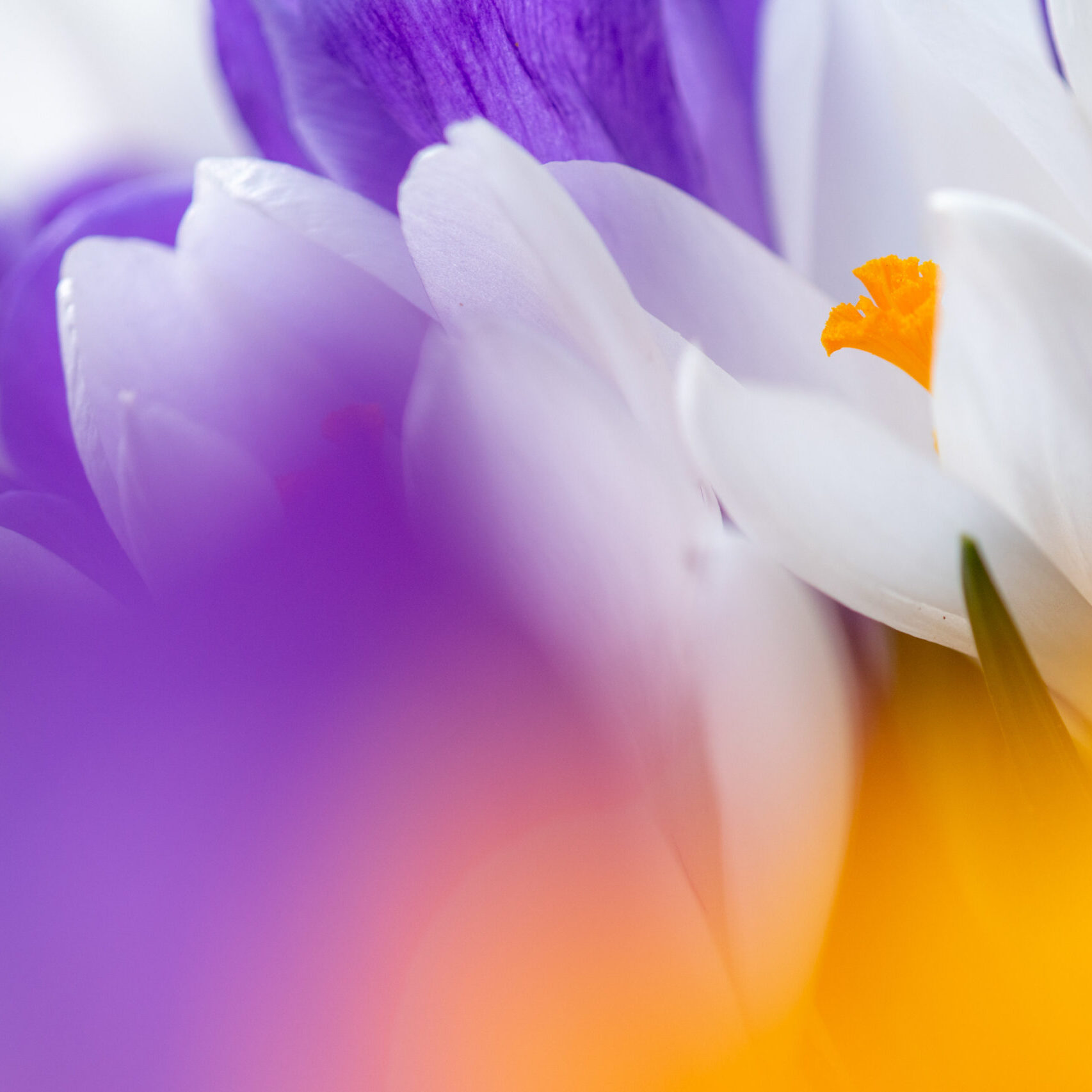 <b>ein zwitscherndes ein klingendes licht</b><br />Neue Gedichte und Bilder vom Frühling 4 Krokus | Foto: Willi Rolfes