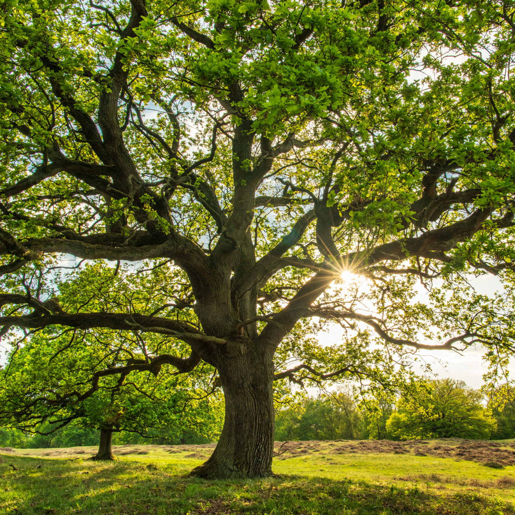 <b>ein zwitscherndes ein klingendes licht</b><br />Neue Gedichte und Bilder vom Frühling 3 Eiche im Frühling | Foto: Willi Rolfes