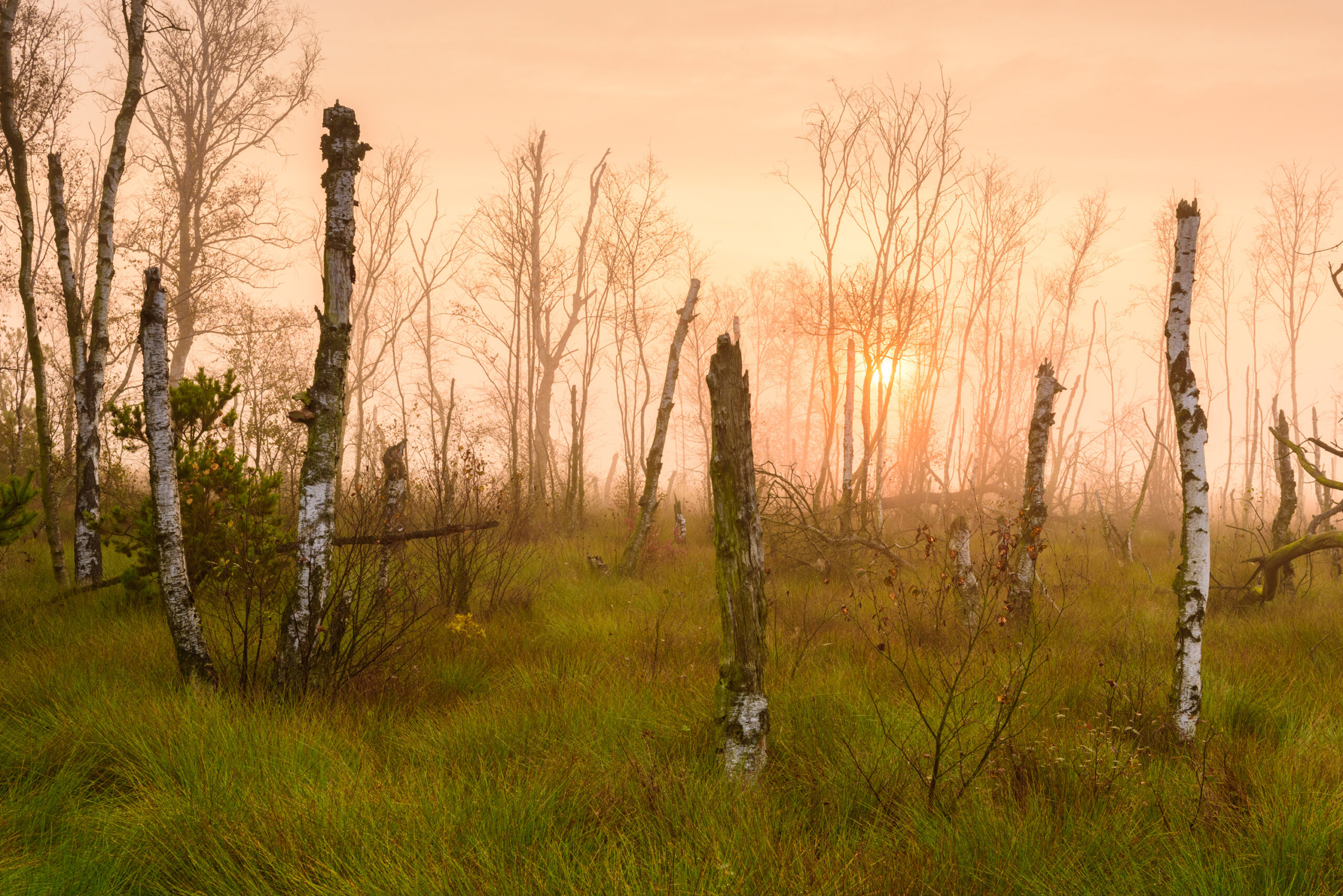 <b>Naturerbe Goldenstedter Moor</b><br />Landschaft im Wandel 6 Unheimliches Moor | Foto: Willi Rolfes