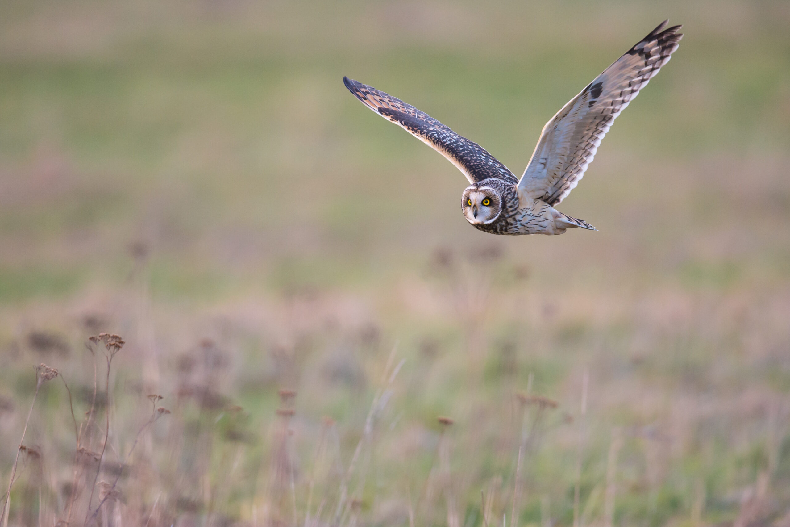 <b>Naturerbe Goldenstedter Moor</b><br />Landschaft im Wandel 14 Sumpfohreule auf der Beutesuche | Foto: Willi Rolfes