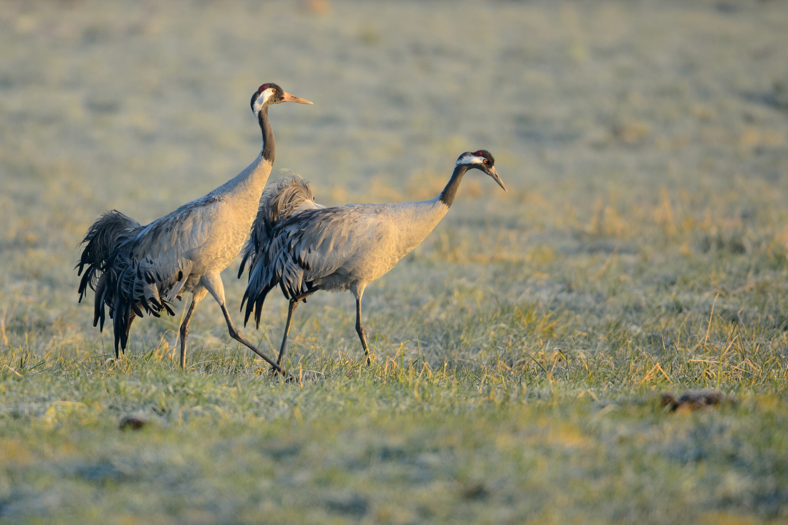 <b>Naturerbe Goldenstedter Moor</b><br />Landschaft im Wandel 13 Kranichpaar im Morgenlicht | Foto: Willi Rolfes