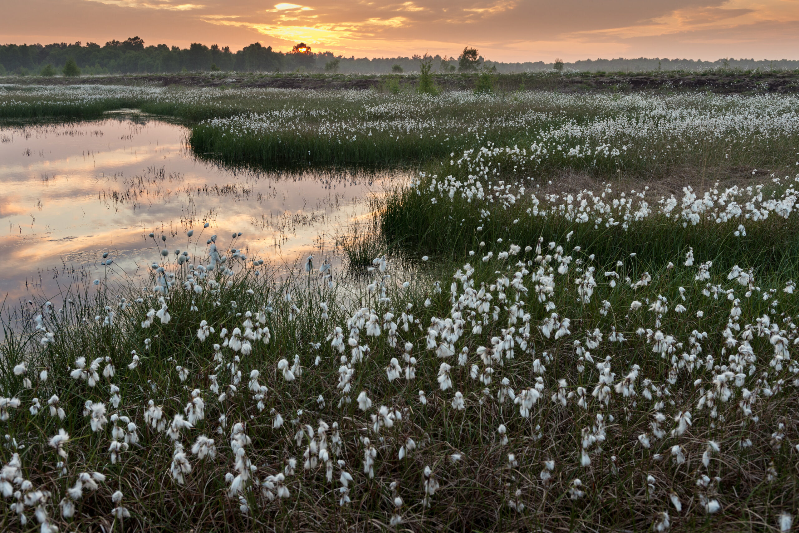 <b>Naturerbe Goldenstedter Moor</b><br />Landschaft im Wandel 7 Abend im Goldenstedter Moor | Foto: Willi Rolfes
