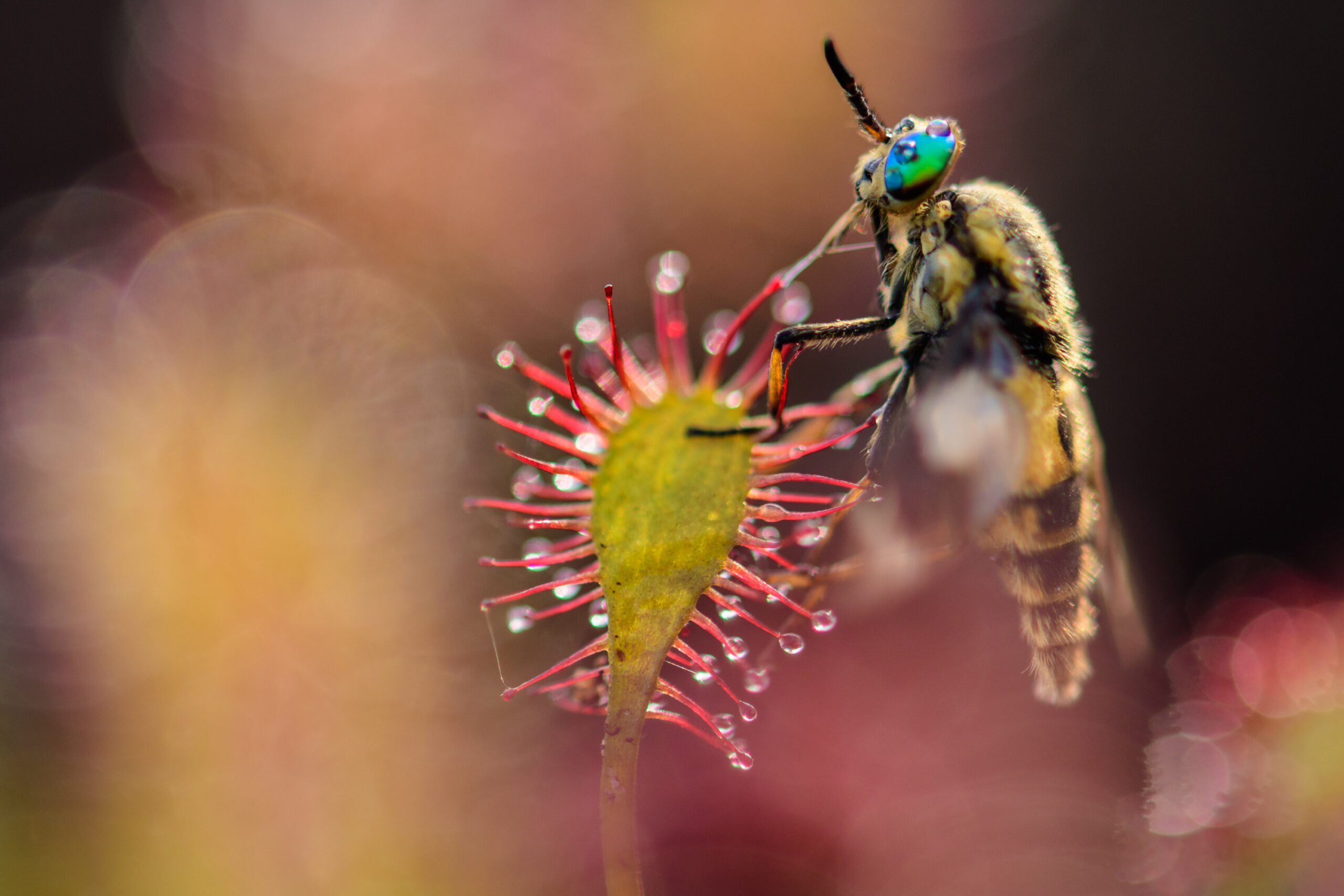 <b>Naturerbe Goldenstedter Moor</b><br />Landschaft im Wandel 12 Sonnentau | Foto: Willi Rolfes