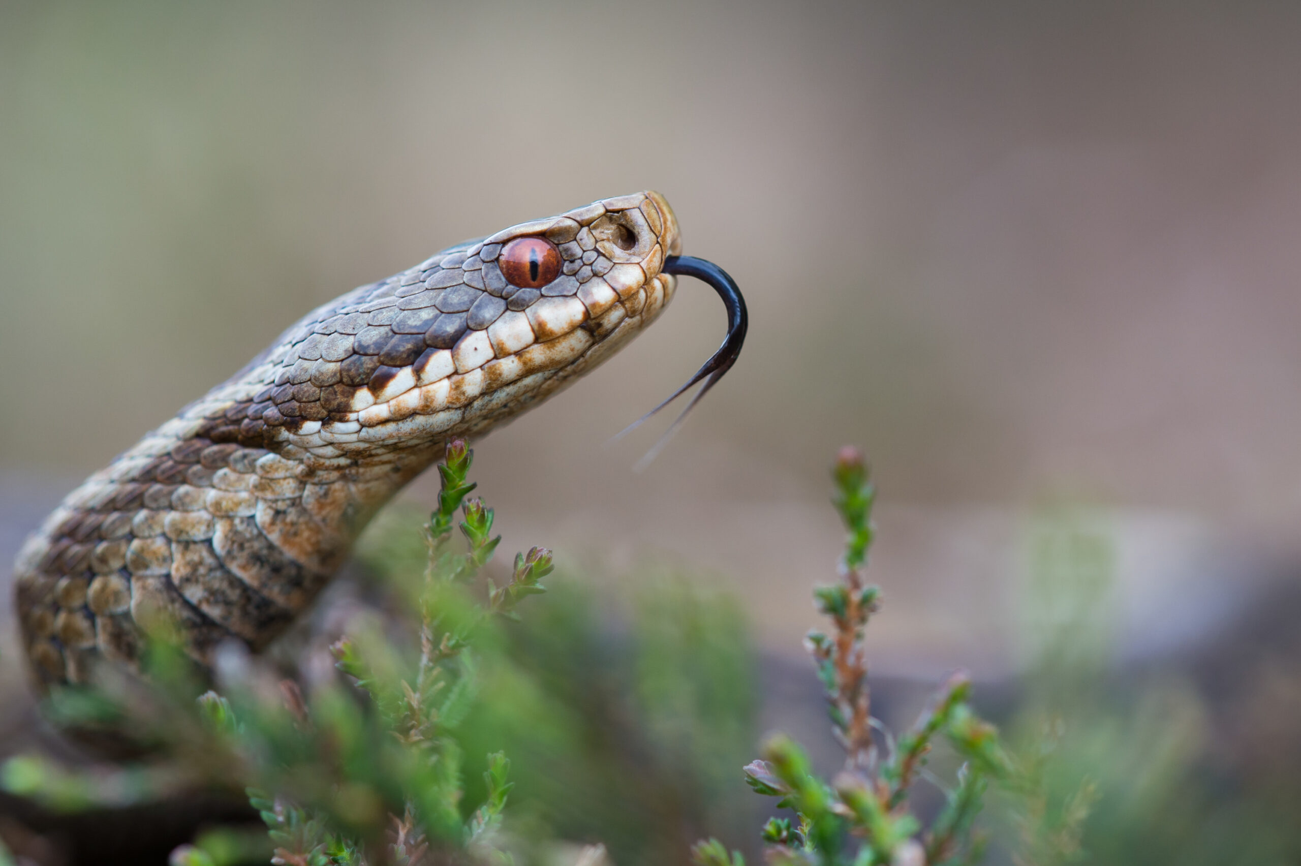 <b>Naturerbe Goldenstedter Moor</b><br />Landschaft im Wandel 11 Kreuzotter im Goldenstedter Moor | Foto: Willi Rolfes