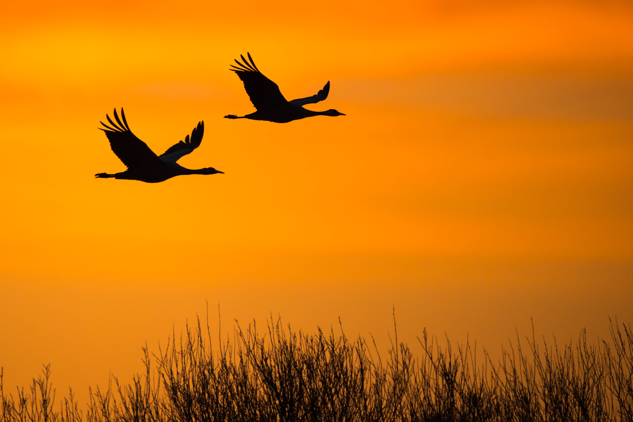 <b>Naturerbe Goldenstedter Moor</b><br />Landschaft im Wandel 10 Kraniche (grus grus) | Foto: Willi Rolfes