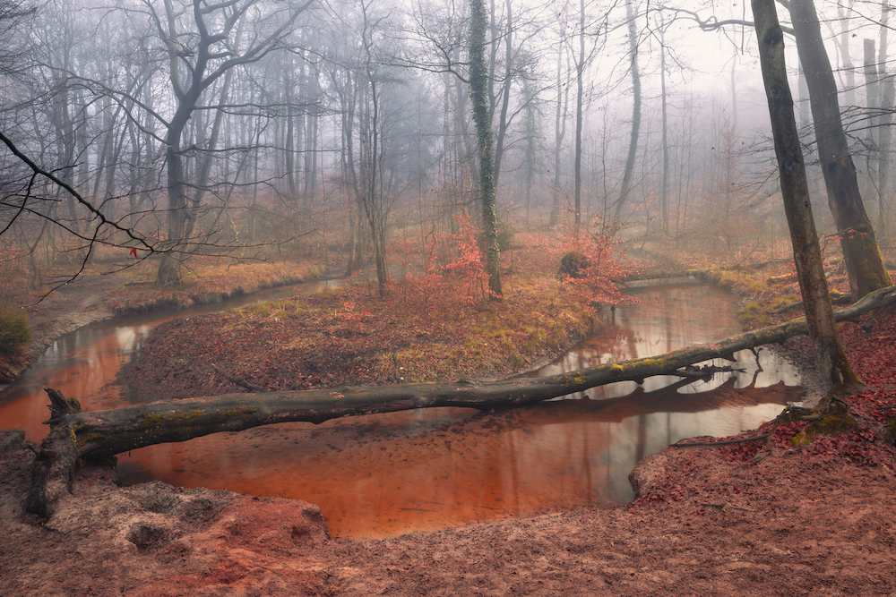 <b>Monat der Naturfotografie: Foto-Walk am Rotbach</b><br />15.11.2025 3 Monat der Naturfotografie: Foto-Walk am Rotbach