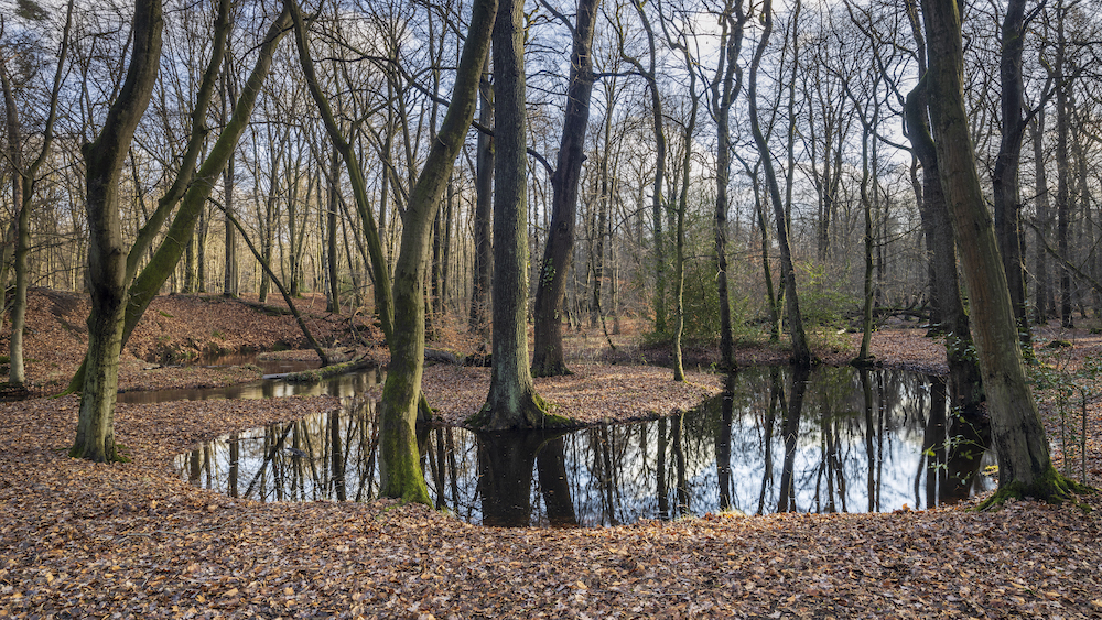 <b>Monat der Naturfotografie: Foto-Walk am Rotbach</b><br />15.11.2025 5 Monat der Naturfotografie: Foto-Walk am Rotbach