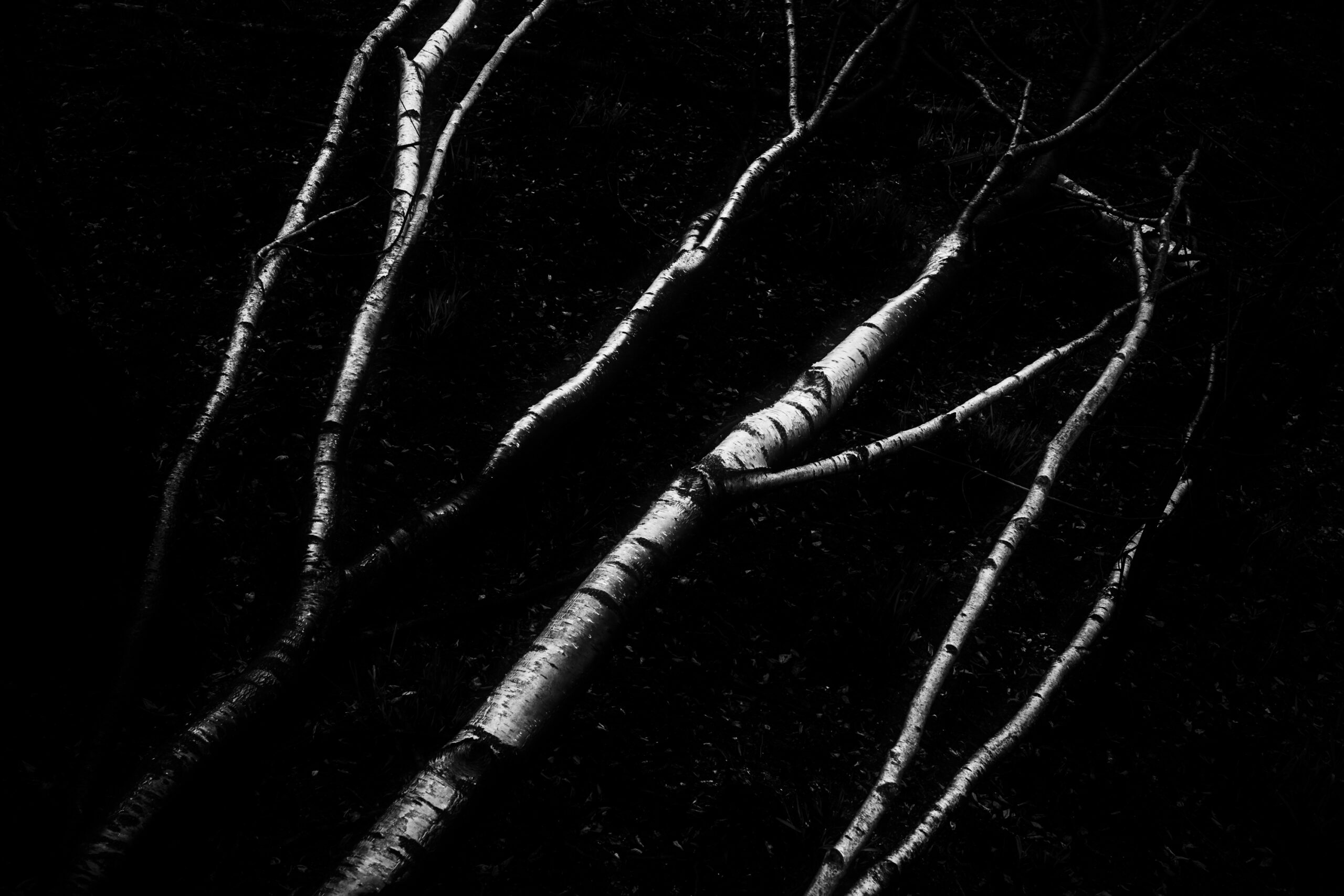 <b>Monat der Naturfotografie: Karsten Mosebach – High-key und Low-key in der Naturfotografie</b><br />26.11.2025 3 Monat der Naturfotografie: Karsten Mosebach: High-key und Low-key in der Naturfotografie