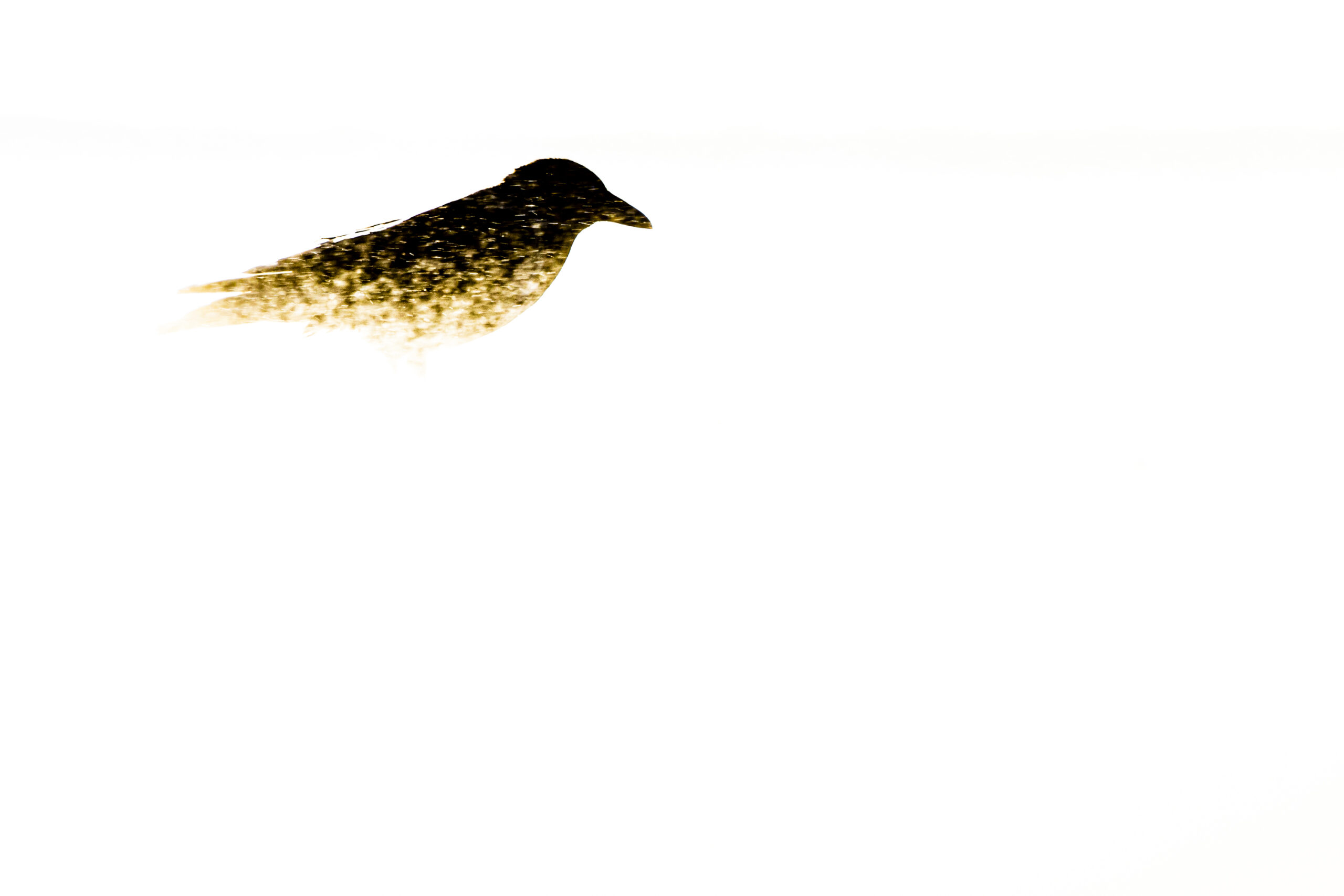 <b>Monat der Naturfotografie: Karsten Mosebach – High-key und Low-key in der Naturfotografie</b><br />26.11.2025 4 <b>Monat der Naturfotografie: Karsten Mosebach – High-key und Low-key in der Naturfotografie</b><br />26.11.2025 – Bild 4