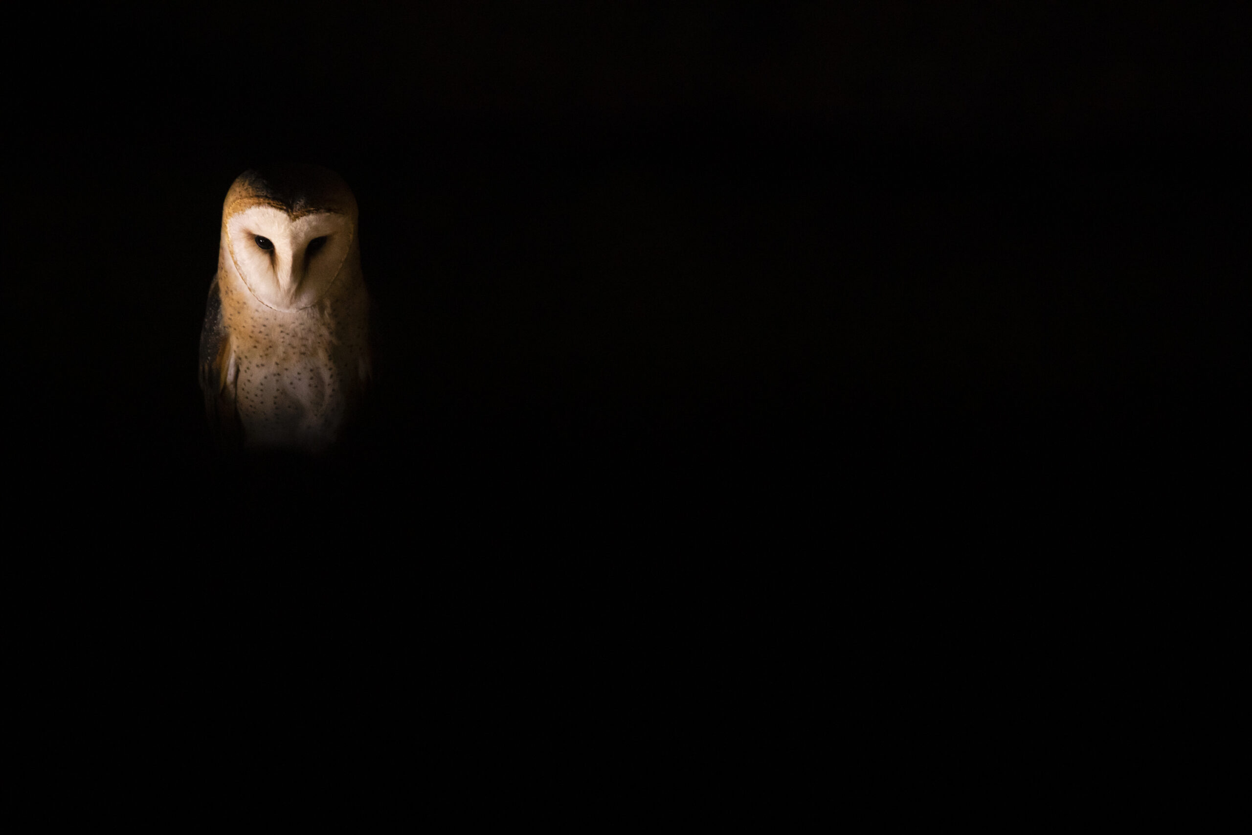 <b>Monat der Naturfotografie: Karsten Mosebach – High-key und Low-key in der Naturfotografie</b><br />26.11.2025 7 Monat der Naturfotografie: Karsten Mosebach: High-key und Low-key in der Naturfotografie
