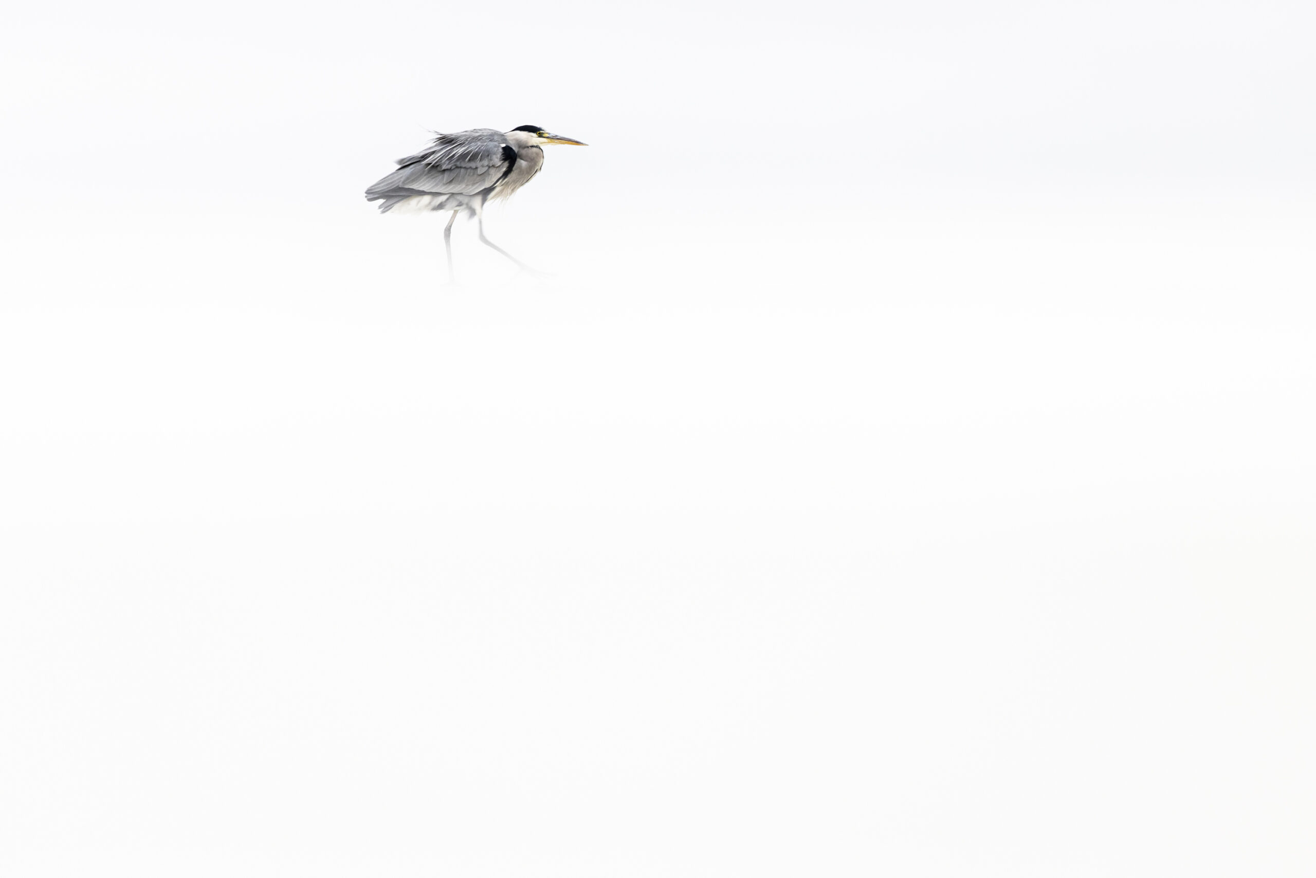 <b>Monat der Naturfotografie: Karsten Mosebach – High-key und Low-key in der Naturfotografie</b><br />26.11.2025 8 Monat der Naturfotografie: Karsten Mosebach: High-key und Low-key in der Naturfotografie