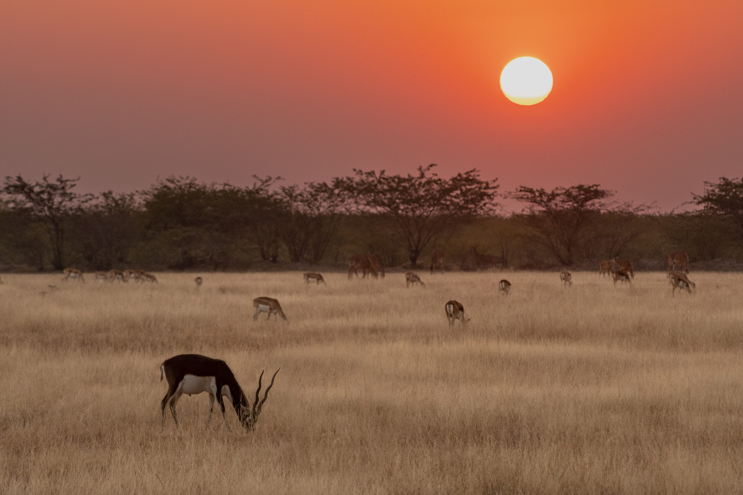 <b>Monat der Naturfotografie: Thorge Berger: Wild World India</b><br />28.11.2025 2 Monat der Naturfotografie: Thorge Berger: Wild World India