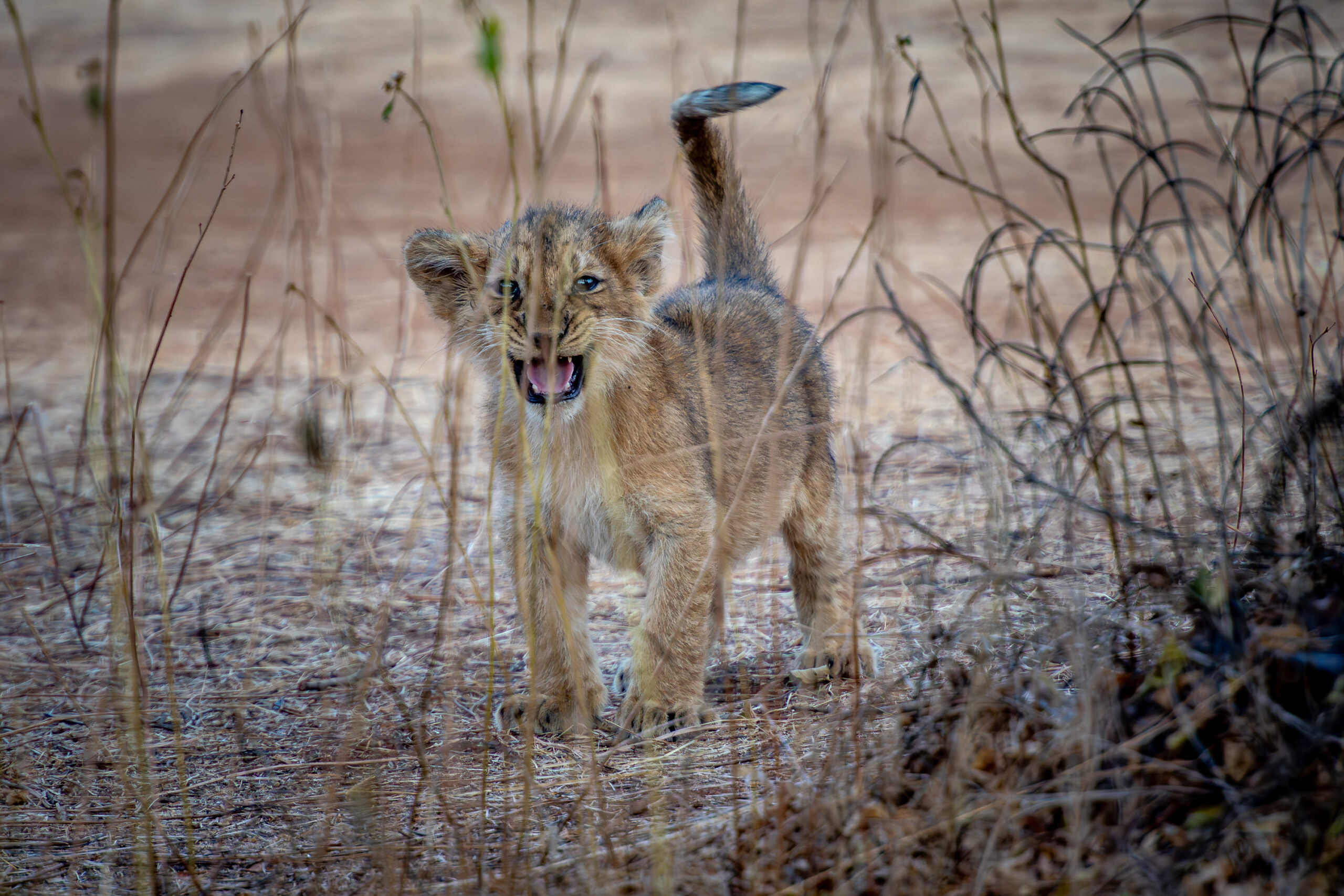 <b>Monat der Naturfotografie: Thorge Berger: Wild World India</b><br />28.11.2025 3 Monat der Naturfotografie: Thorge Berger: Wild World India