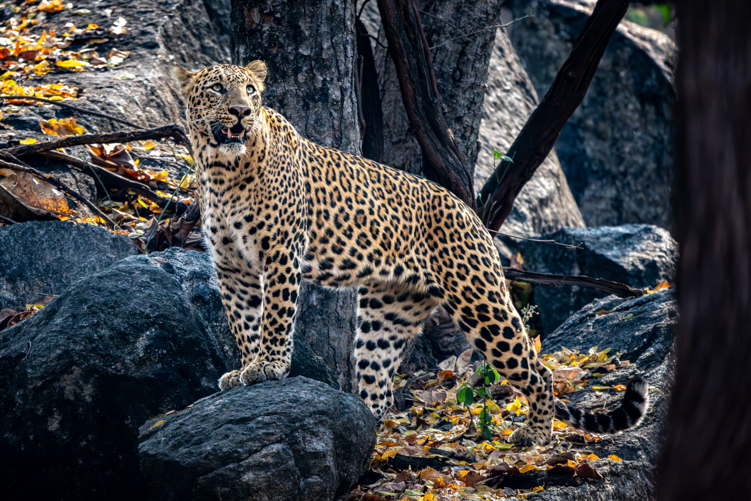<b>Monat der Naturfotografie: Thorge Berger: Wild World India</b><br />28.11.2025 5 Monat der Naturfotografie: Thorge Berger: Wild World India
