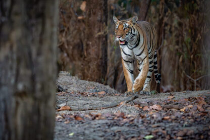 Monat der Naturfotografie: Thorge Berger: Wild World India