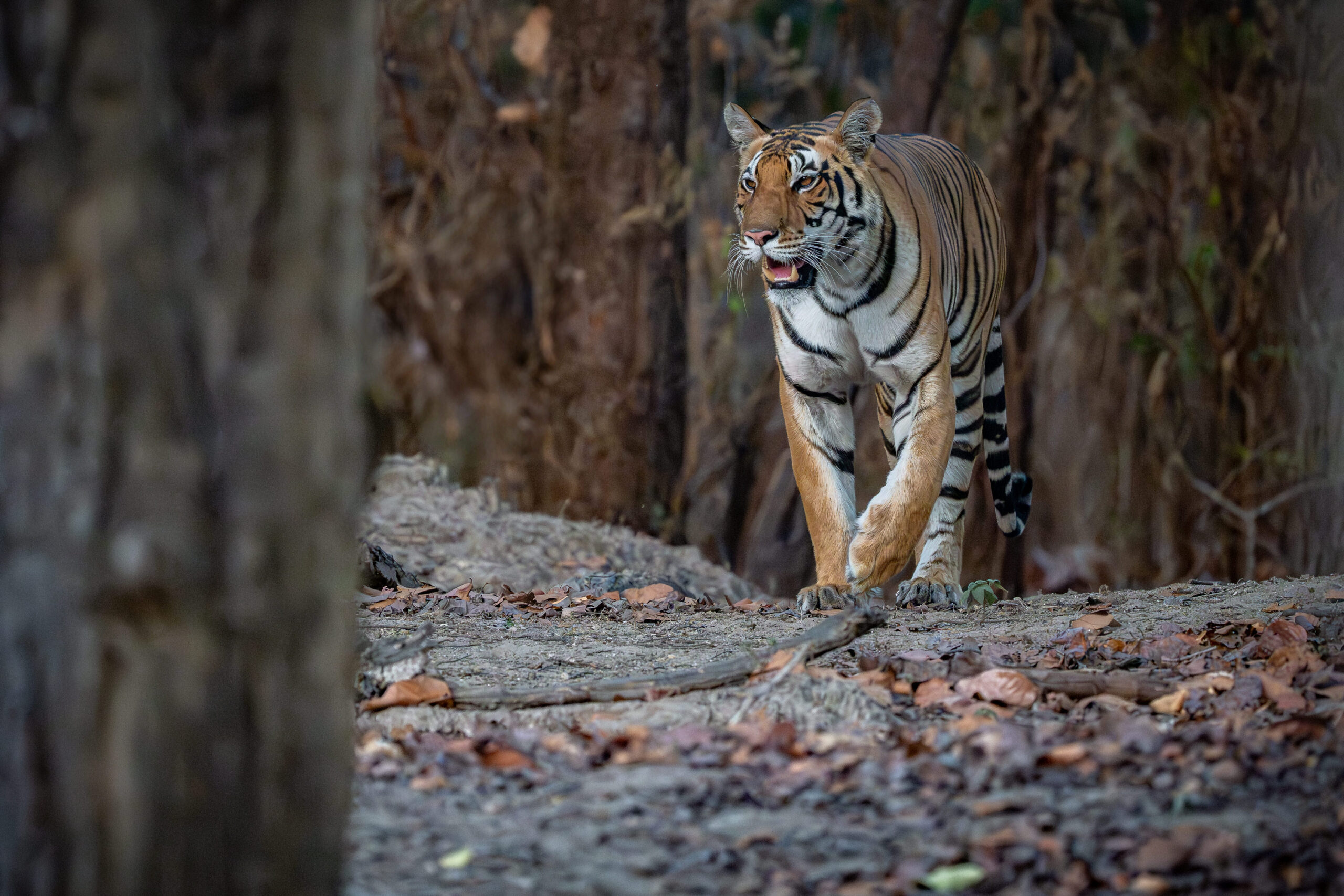 <b>Monat der Naturfotografie: Thorge Berger: Wild World India</b><br />28.11.2025 6 Monat der Naturfotografie: Thorge Berger: Wild World India