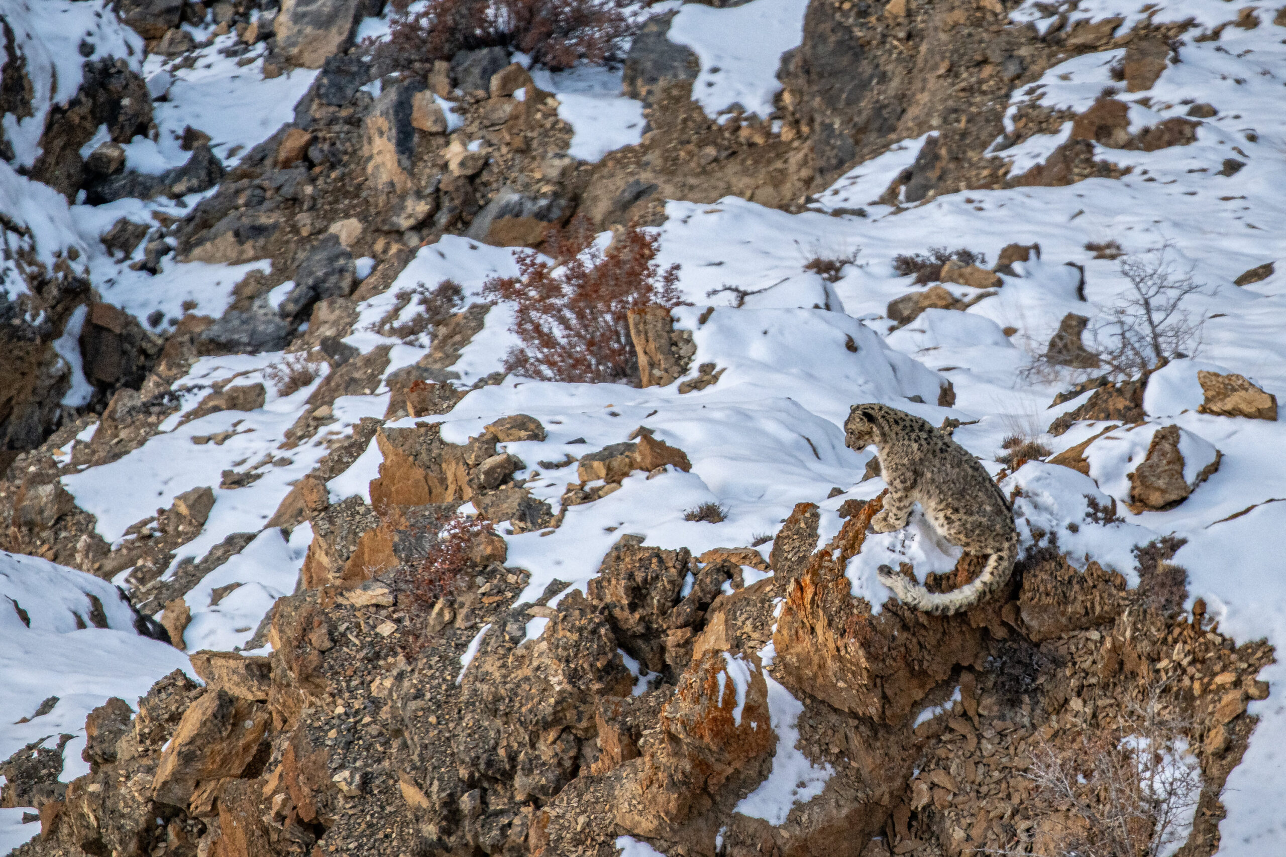 <b>Monat der Naturfotografie: Thorge Berger: Wild World India</b><br />28.11.2025 7 Monat der Naturfotografie: Thorge Berger: Wild World India