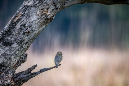 Monat der Naturfotografie: Thorge Berger: Wild World India