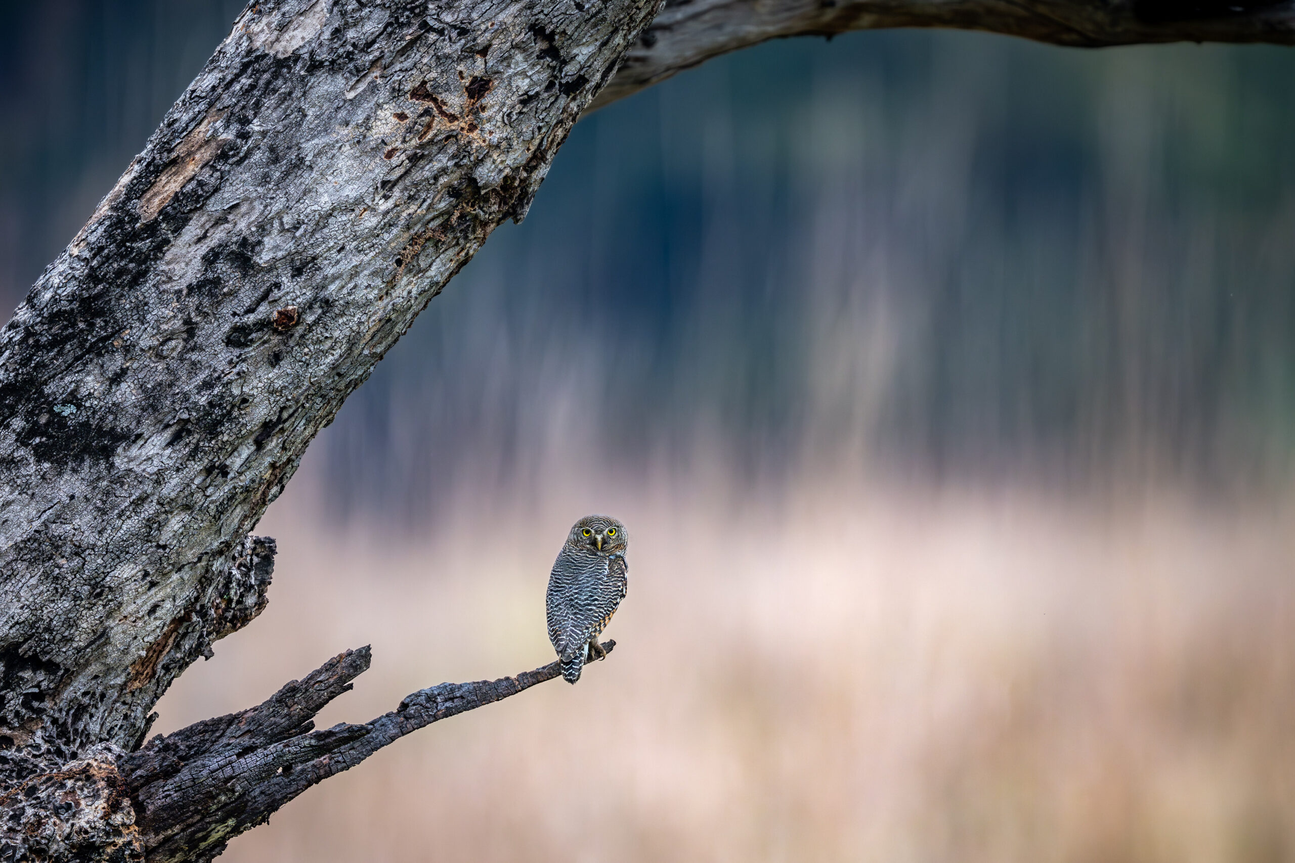 <b>Monat der Naturfotografie: Thorge Berger: Wild World India</b><br />28.11.2025 8 Monat der Naturfotografie: Thorge Berger: Wild World India