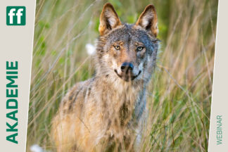 fotoforum Akademie 35 Monat der Naturfotografie: Dem Wolf auf der Spur