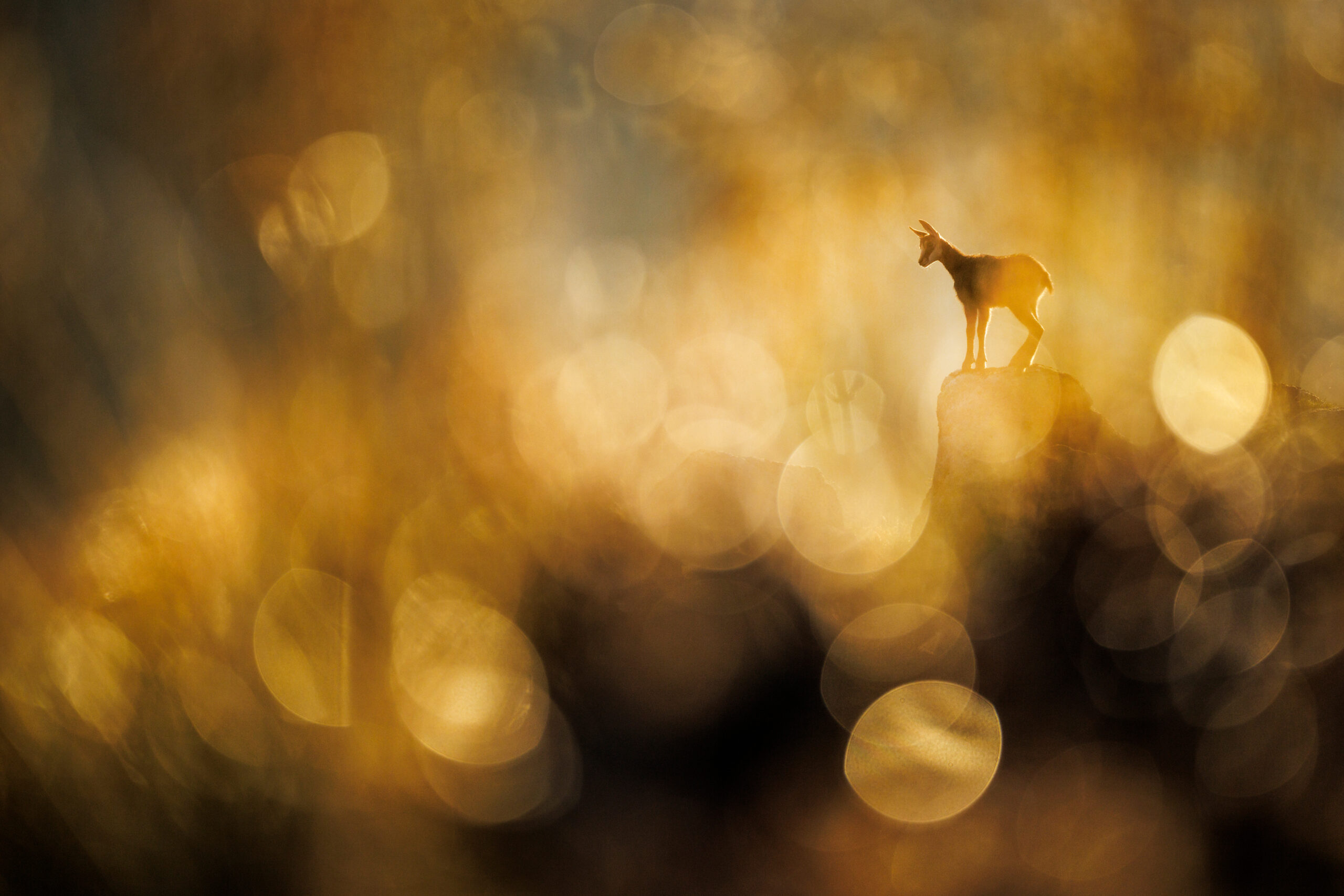 <b>Glanzlichter meets fotoforum Award – So werden Naturfotos zu Siegerbildern</b><br />18.11.2025 3 Glanzlichter 2025 / Radomir Jakubowski