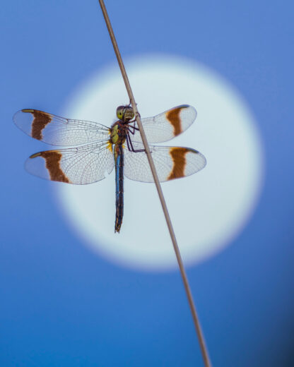 Monat der Naturfotografie – Inspiration Natur mit Willi Rolfes