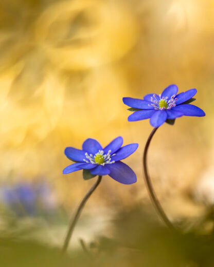 Monat der Naturfotografie – Inspiration Natur mit Willi Rolfes