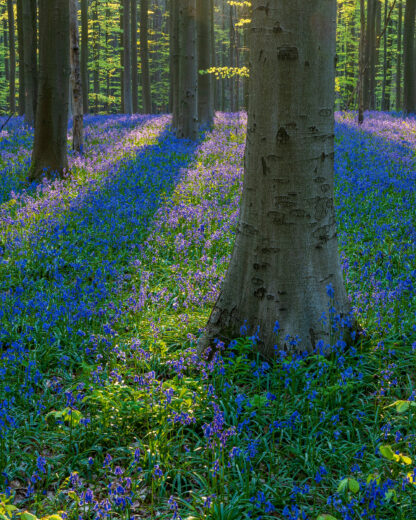 Monat der Naturfotografie – Inspiration Natur mit Willi Rolfes